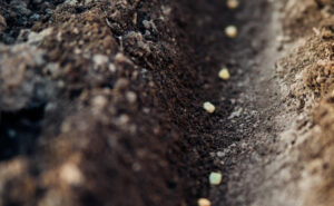 Você sabia? Cada semente possui uma profundidade ideal para ser plantada