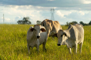 Forrageira e o impacto na nutrição do rebanho e na rentabilidade da pecuária